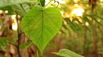 vert feuilles contre une Contexte de le coucher du soleil lumière photo