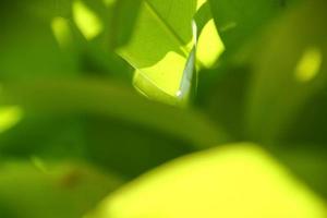 la nature de vert feuille dans jardin à été, premier plan photo