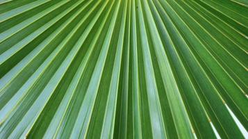 lignes et textures de feuilles de palmier vert photo