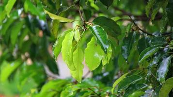 Frais melinjo arbre feuilles photo