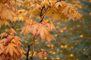 proche en haut Jaune érable branche dans le pluie, l'automne Contexte. de face vue la photographie avec flou Contexte. haute qualité image pour fond d'écran photo