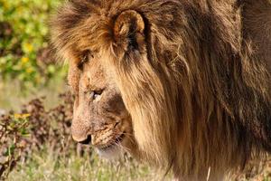 Lion africain mâle dans le parc national d'Etosha photo