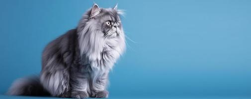 gris persan chat portrait. brillant bleu pente Contexte. avec copie espace. photo