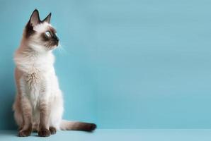 balinais chat portrait. pastel bleu arrière-plan, avec copie espace. produire ai photo
