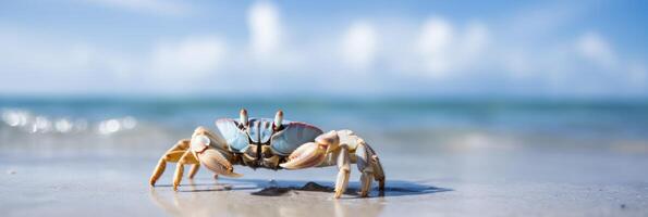 Crabe mer Marin sur tropical mer et sablonneux plage bleu ciel Contexte. génératif ai photo