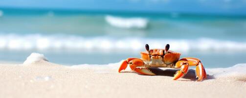 Crabe mer Marin sur tropical mer et sablonneux plage bleu ciel Contexte. génératif ai photo