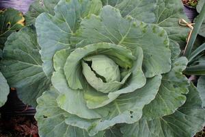 Jeune chou les plantes Haut vue dans biologique agriculture champ photo