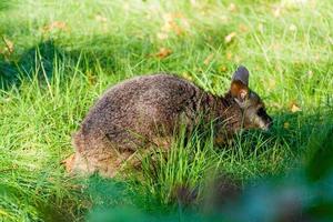 petit kangourou dans le herbe proche en haut photo