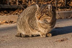 le chat des rues est chauffé aux rayons du soleil photo