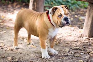 chien posant en plein air photo