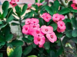 rose euphorbe fleur ornemental les plantes dans le jardin photo