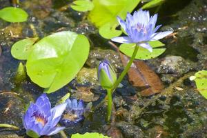 violet lotus épanouissement dans l'eau Bangkok jardin parc Thaïlande photo