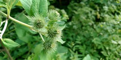 vert Jeune chardon. fleur Contexte. printemps la nature. photo