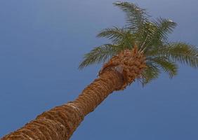 paume arbre contre bleu ciel photo