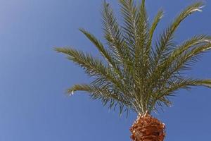 Haut partie de paume arbre contre bleu ciel photo