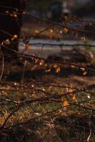 branches avec Orange sec fleurs photo