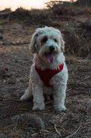 chien effrayant dans le les bois photo