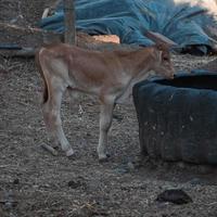 bébé veau en mangeant à le ferme photo