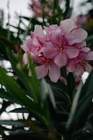 magnifique rose fleur dans une jardin photo