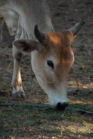 portrait de une vache à le ferme photo