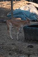 bébé veau en mangeant à le ferme photo