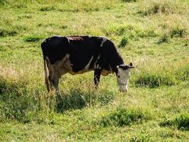 laitier vache sur été pâturage - laitier bétail concept photo