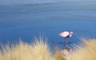 flamants roses en bolivie laguna photo