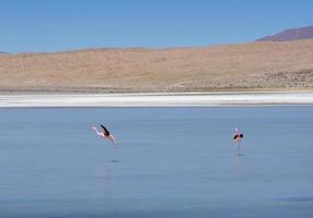 Bolivie laguna avec des flamants roses sur le paysage aquatique photo