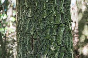 proche en haut de arbre tronc avec vert lichen photo