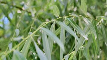 eucalyptus feuilles. branche eucalyptus arbre photo