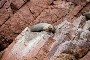 lion de mer sur les falaises de l'île ballestas photo