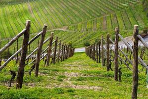 vignobles en automne photo