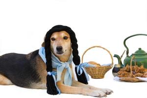 chien avec noir tresses, habillé dans Chine, de le argentin campagne. photo