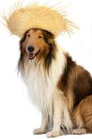 colley chien avec paille chapeau à célébrer le Junina vacances photo