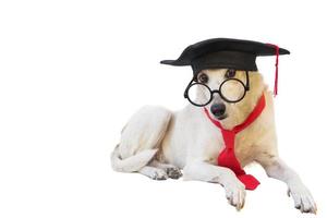 bâtard chien avec casquette des lunettes et l'obtention du diplôme diplôme photo