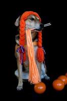 une bâtard chien avec tresses et Orange matraques célébrer le koningsdag photo