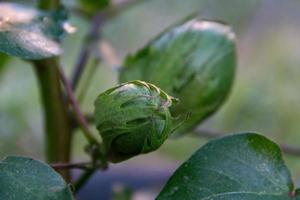 vert fruit sur le coton plante photo