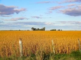 paysage de terrain avec plantation de soja mature photo