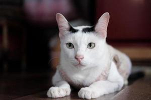 mignonne thaïlandais blanc chat prendre plaisir et séance sur en bois sol dans maison avec Naturel lumière du soleil. photo