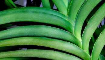 proche en haut orchidée feuille sur Contexte. photo