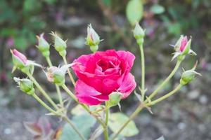 rouge Rose fleur plante dans une la nature . photo