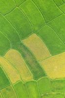 vue aérienne du champ de riz vert et jaune