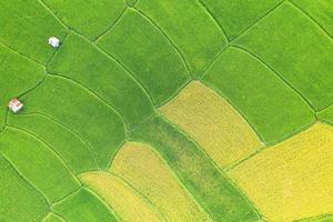 vue aérienne du champ de riz vert et jaune
