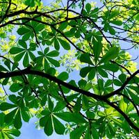 feuilles d'arbre vert luxuriant photo