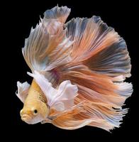 magnifique mouvement de Jaune betta poisson, Siamois combat poisson, betta splendens isolé sur noir Contexte. studio tir. photo