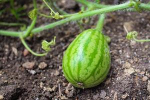 petit fruit pastèque croissance dans le jardin photo