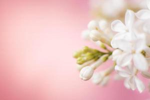 branche de fleur de lilas blanc sur fond rose avec espace de copie pour votre texte photo