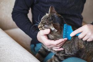 un homme peigne la fourrure de son chat gris avec une brosse photo