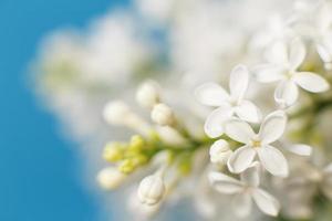 branche de fleur de lilas blanc sur fond bleu avec espace de copie pour votre texte photo