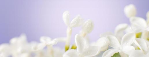 blanc lilas fleur branche sur une violet Contexte avec copie espace pour votre texte. bannière photo